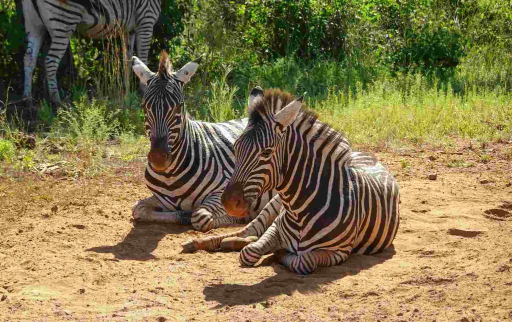 8 Days Tanzania Chimpanzee Safari at Gombe Stream and Mahale Mountains National Parks