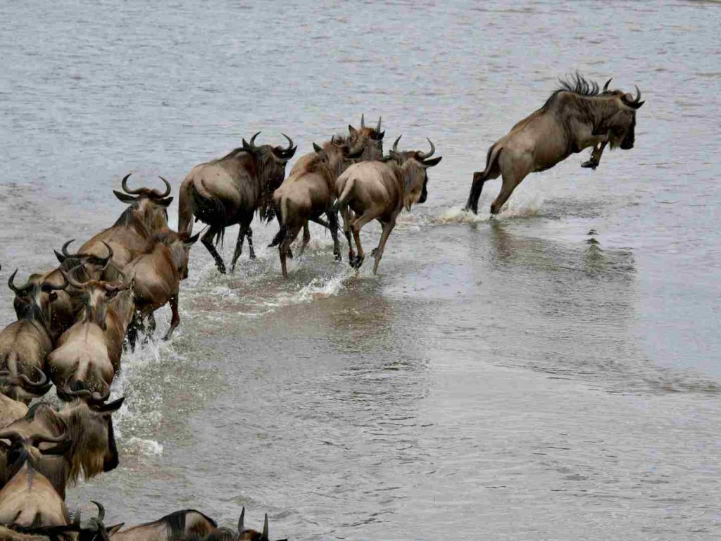 12 Days Tanzania Safari & Zanzibar including Tarangire, Ngorongoro Crater, Serengeti, Northern Serengeti (Mara River crossing), and Zanzibar beaches
