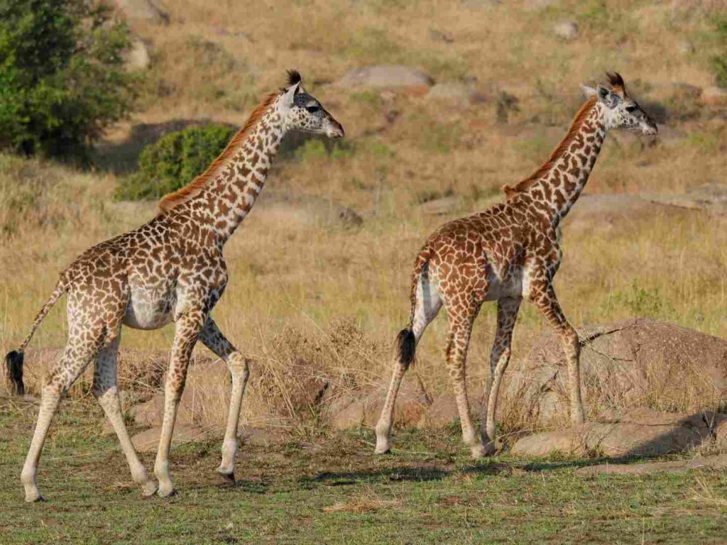13-Day Tanzania Safari & Zanzibar Holiday Serengeti