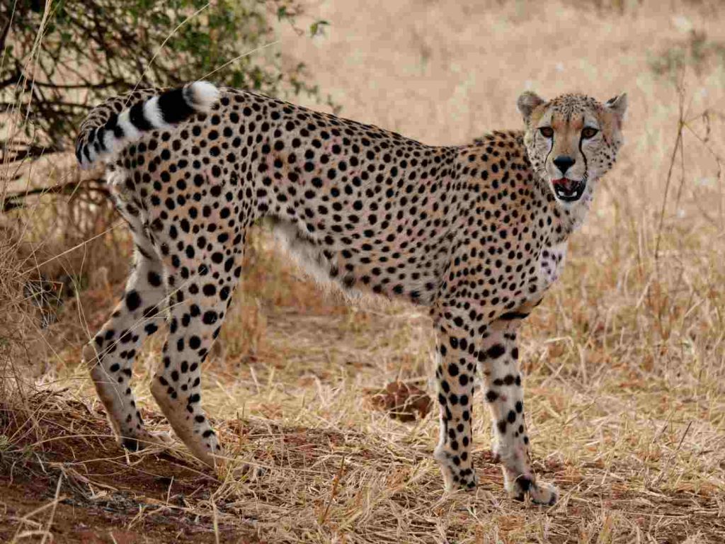 10 Days Tanzania Safari exploring Mikumi, Udzungwa Mountains, Ruaha, and Nyerere National Parks