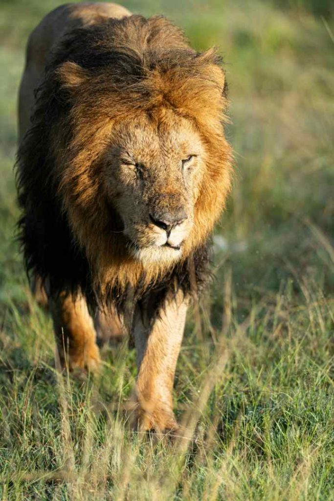 A breathtaking wildlife view during a 9-day Tanzania luxury safari through Serengeti and Tarangire.