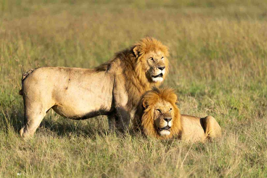 African lion resting in Ngorongoro Crater during safari