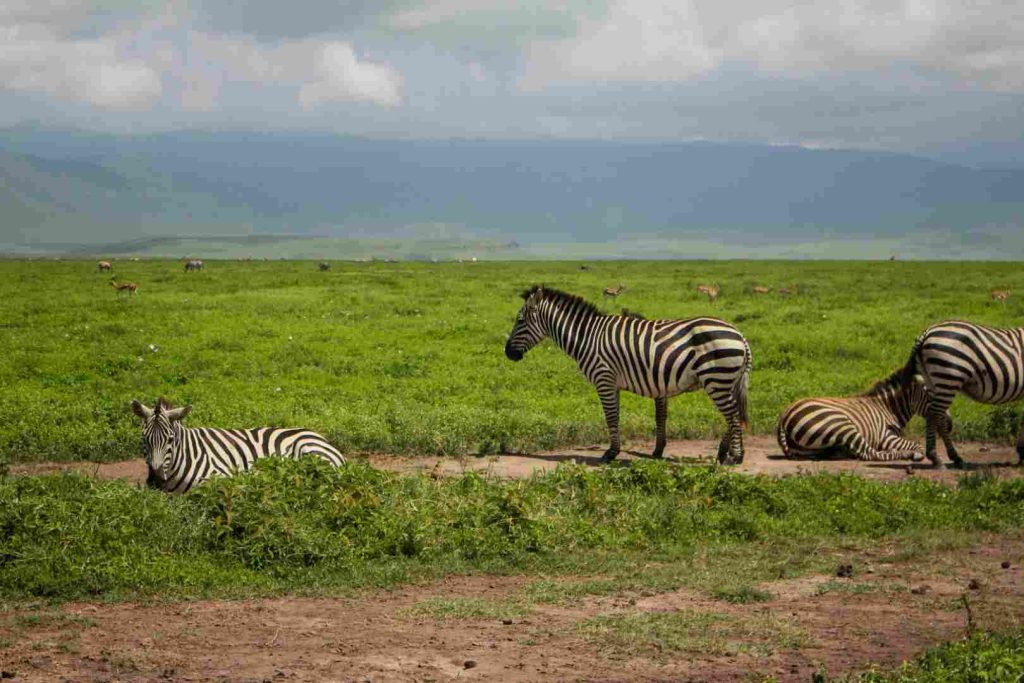 9 Days Tanzania Safari: Mikumi, Ruaha & Nyerere National Parks with Rufiji River Boat Safari
