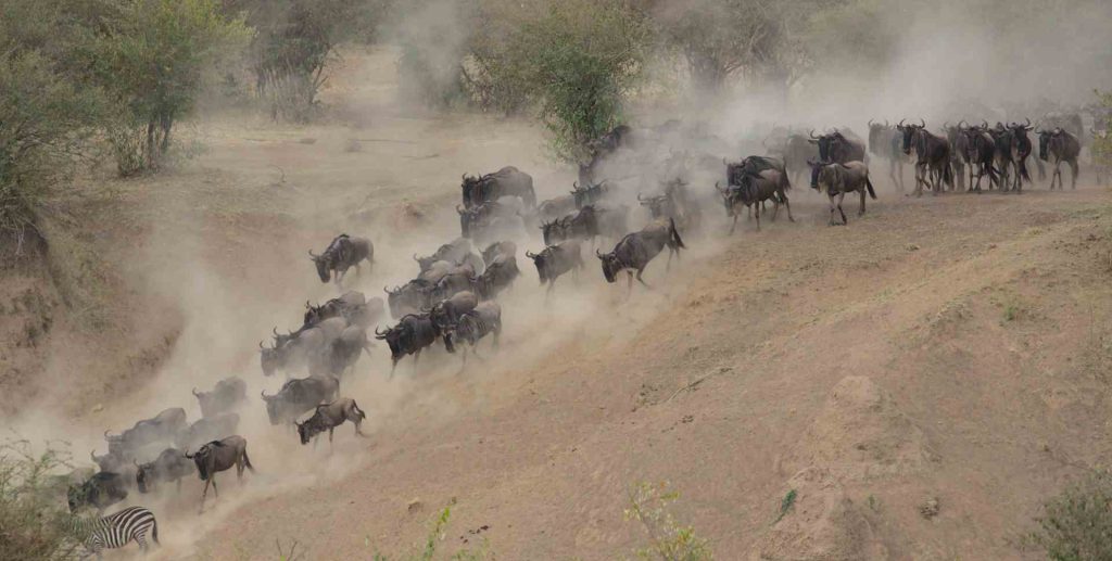 10 Days Tanzania Safari visiting Arusha, Tarangire, Lake Manyara, Serengeti, and Ngorongoro Crater with wildlife encounters and the Great Migration