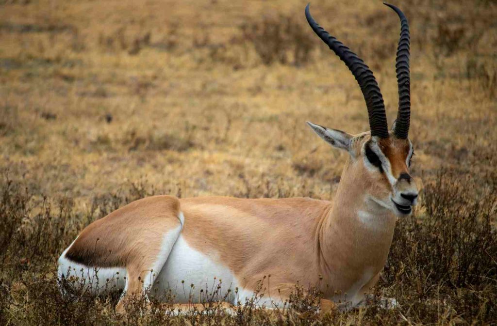 Wildlife view in Serengeti National Park Tanzania with open savannah landscape and animals
