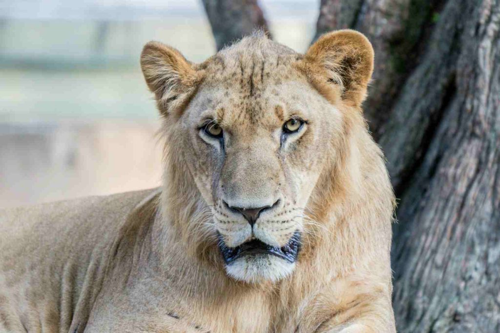 9 Days Tanzania Luxury Safari exploring Shanga, Tarangire, Gibb’s Farm, Ngorongoro Crater, and Serengeti National Park