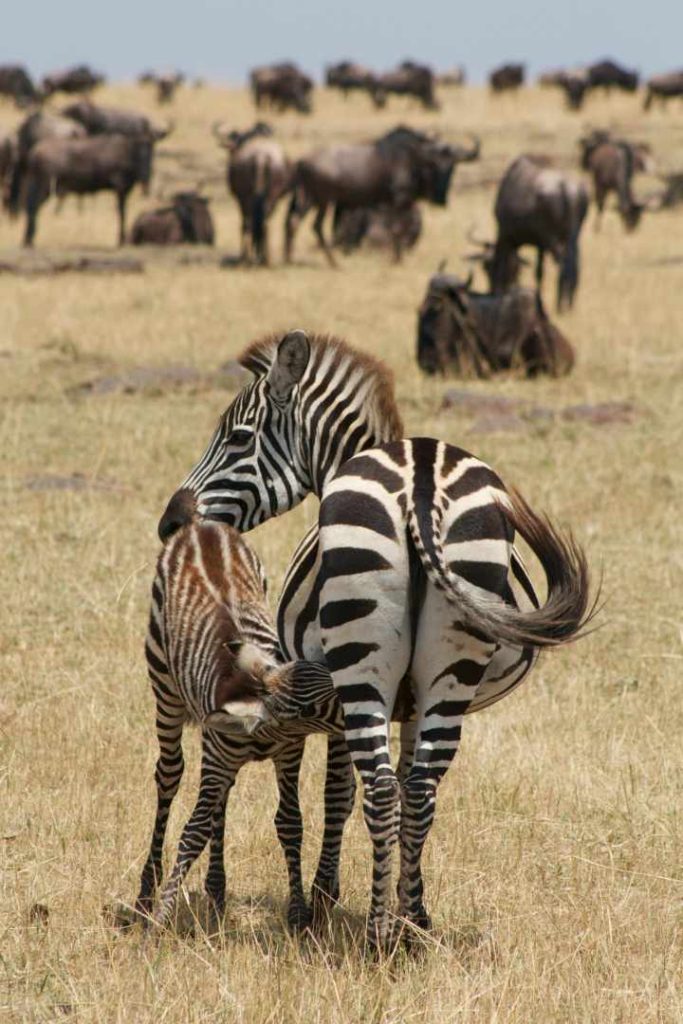 Zebras grazing in Mkomazi National Park Tanzania