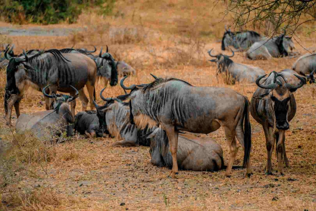 13 Days Tanzania Safari and Zanzibar Holiday visiting Arusha, Tarangire, Serengeti, Ngorongoro Crater, and relaxing on Zanzibar’s white-sand beaches
