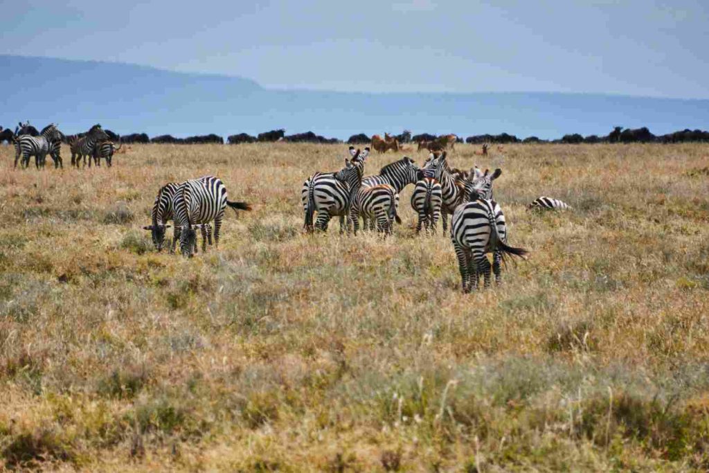 Wildlife spotting during dry season in Serengeti Tanzania