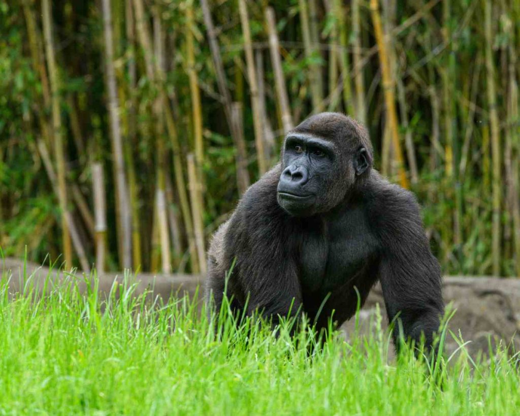 Chimpanzee tracking in Gombe Stream National Park Tanzania