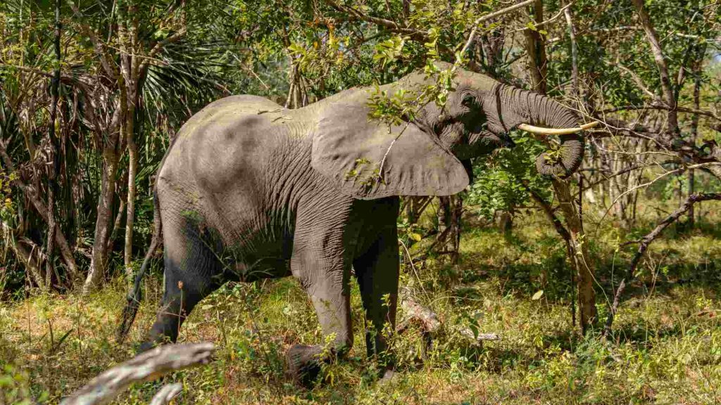 4-Day Tanzania Safari Extension Tarangire Elephants