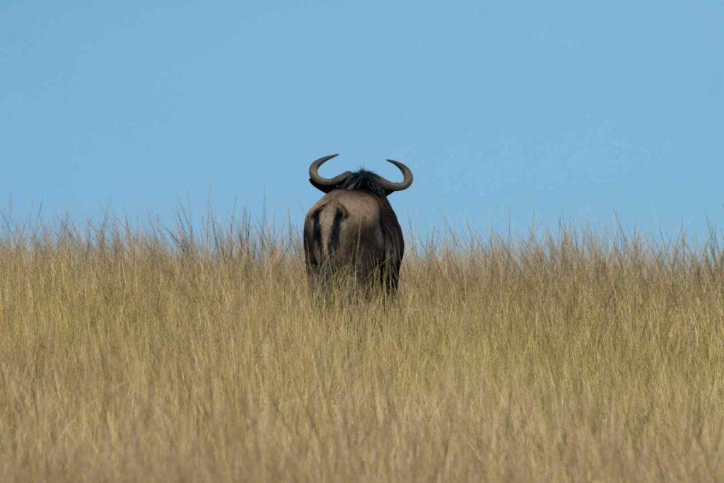Wildlife inside the Ngorongoro Crater caldera