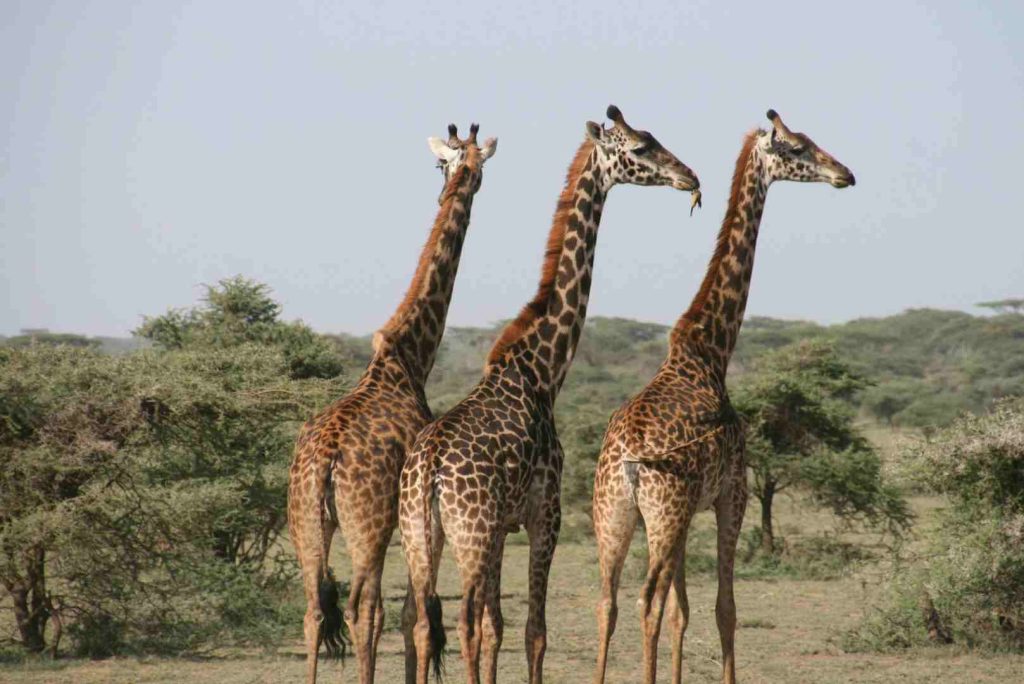Giraffe standing in open savannah during Tanzania wildlife safari
