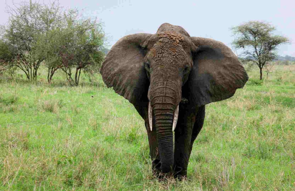 7 Days Tanzania Safari in Mikumi and Ruaha National Parks