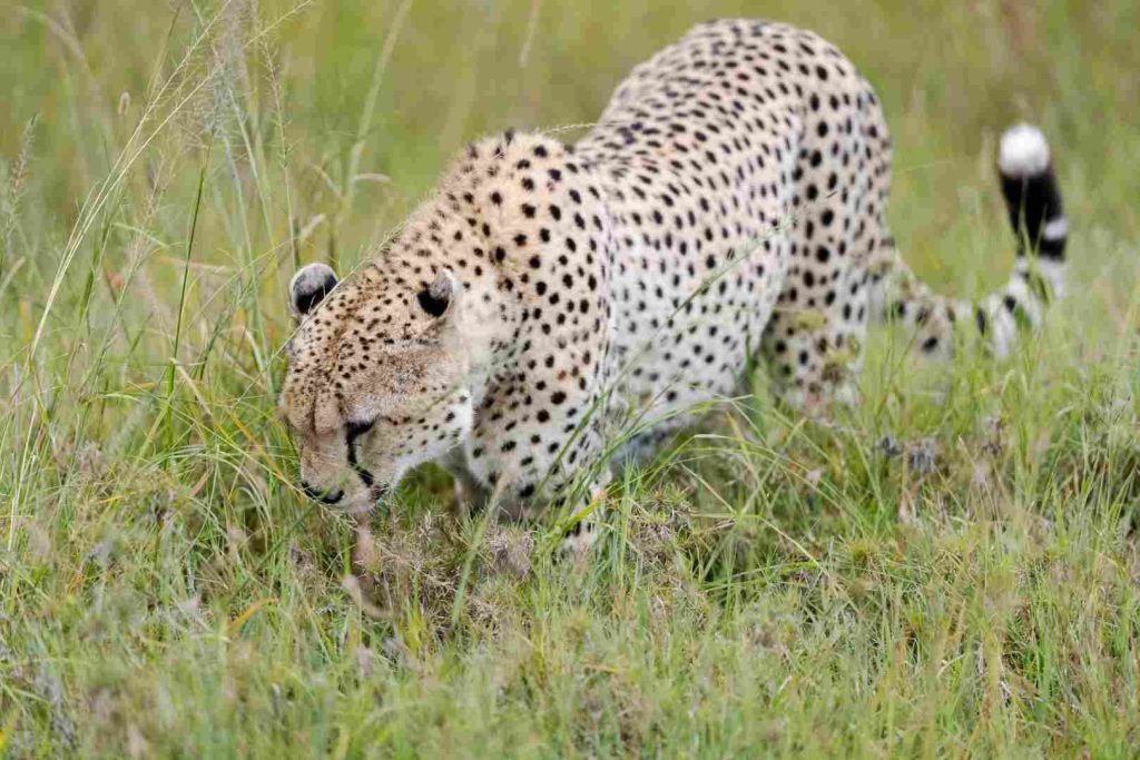 7-Day Tanzania Safari featuring Serengeti and Ngorongoro Crater wildlife