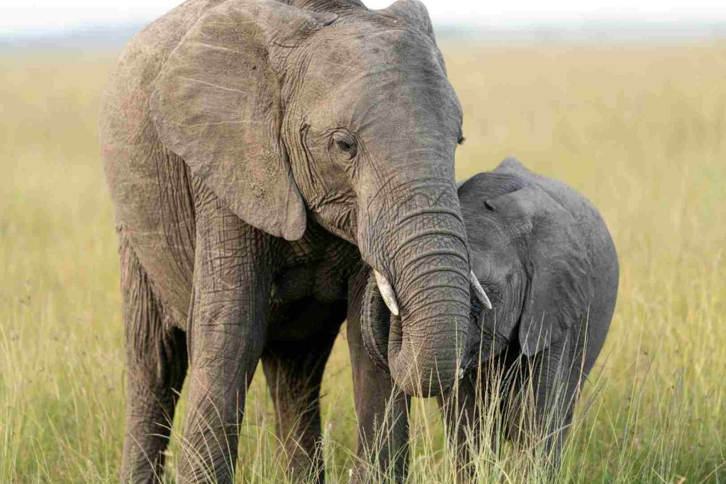 Wildlife in Tarangire National Park Tanzania showcasing premier wildlife viewing