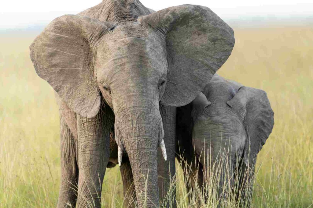 Herd of elephants at Tarangire River during dry season in Tanzania