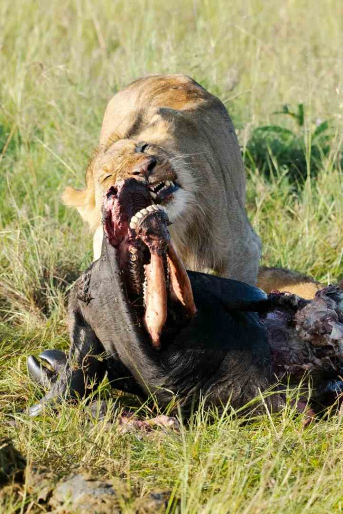 Lion prides and wildlife in Mikumi National Park Tanzania