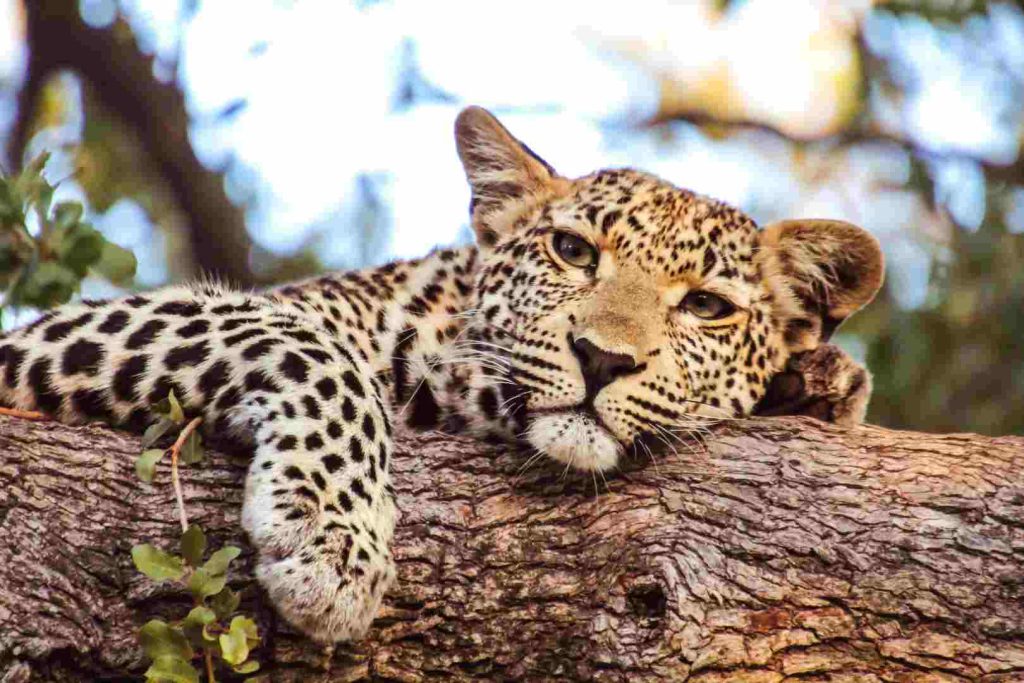 Ngorongoro Crater Big Five 5-Day Tanzania Safari Extension