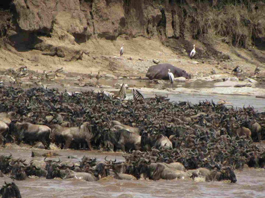 Wildebeest Crossing Mara River Tanzania