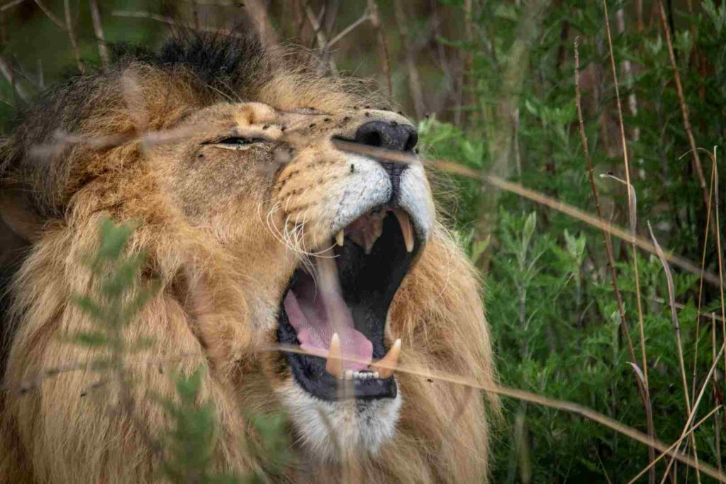 Pride of lions in Nyerere National Park Tanzania