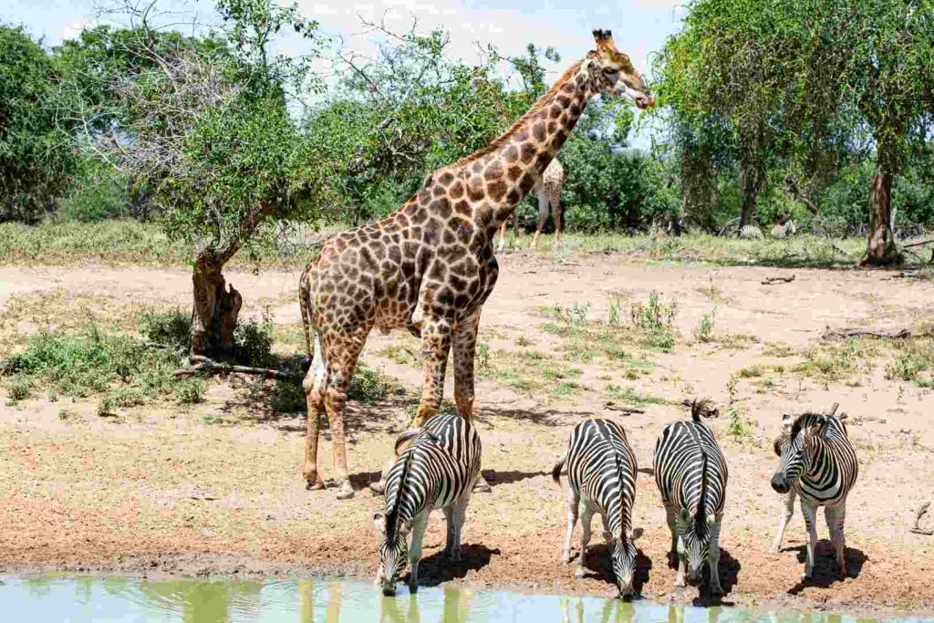 10 Days Tanzania Safari: Mkomazi, Udzungwa, Usambara Mountains & Saadani National Park with Beach Relaxation