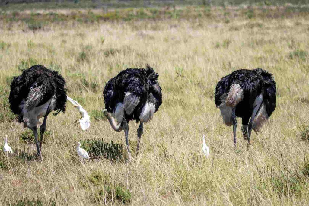15 Days Tanzania Safari and Zanzibar adventure exploring Arusha, Tarangire, Serengeti, Ngorongoro Crater, and Zanzibar beaches for wildlife and tropical relaxation