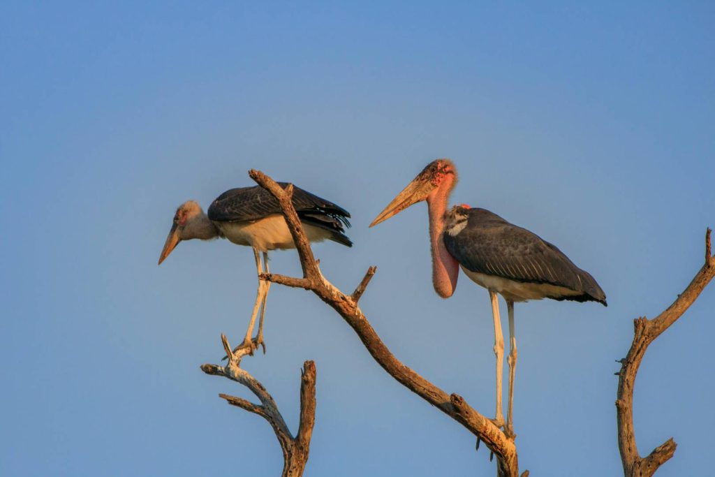 Colorful bird flying over Lake Manyara in Manyara National Park