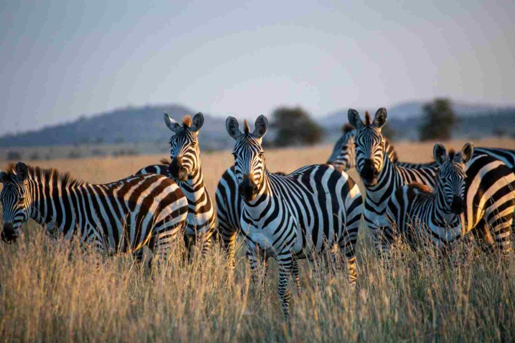 8 Days Tanzania Safari: Mikumi, Udzungwa & Ruaha National Parks with Sanje Waterfalls Hike