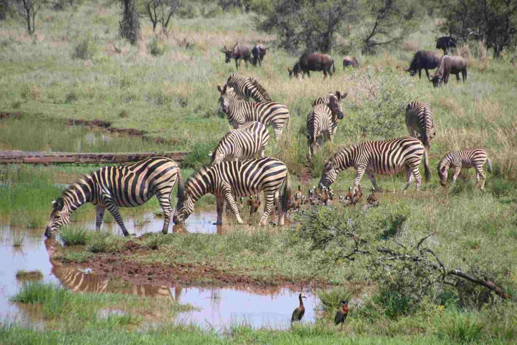 8-Day Tanzania Holiday Wildebeest Migration in Serengeti