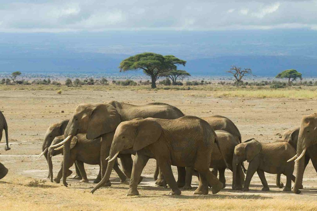 4 Days Tanzania Safari at Nyerere National Park and Rufiji River boat safari