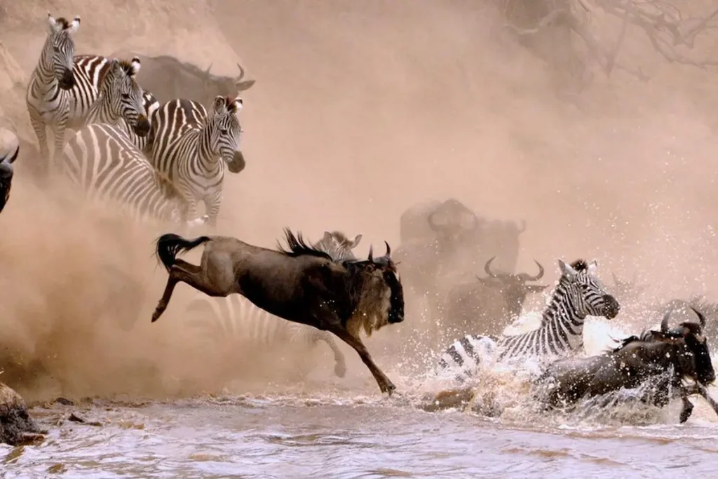 Wildebeest migration during Tanzania safari and Zanzibar holiday