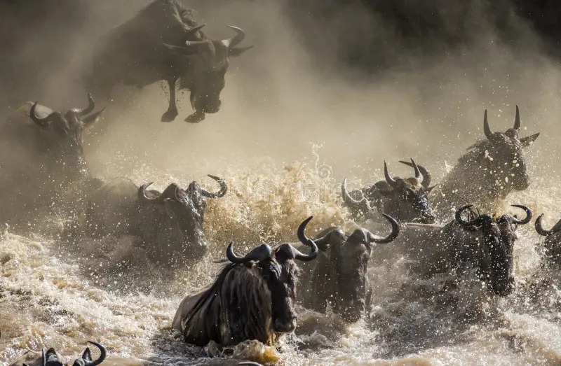 Wildebeest herds during the Mara River crossing on a 9 Days Tanzania Migration Safari