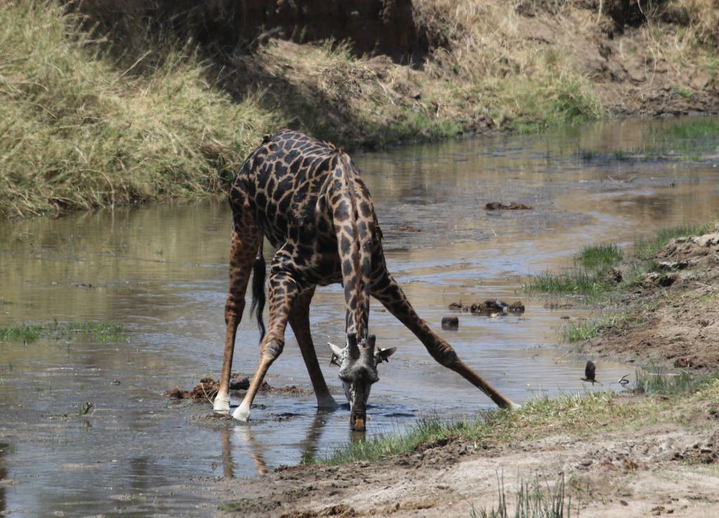 Giraffe standing in the African savannah during a safari in Tanzania