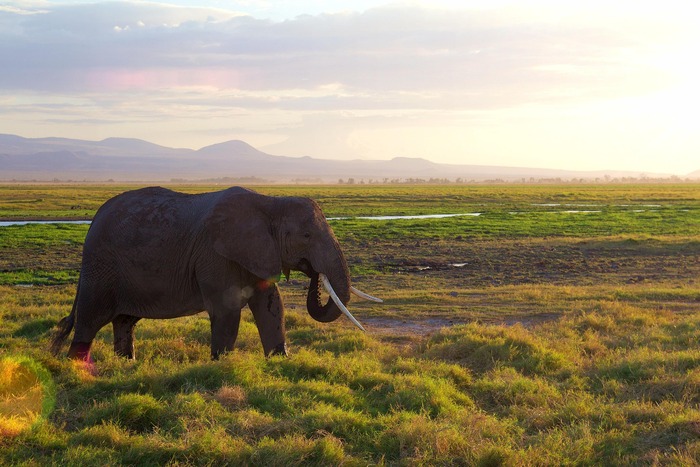 Large elephant herd drinking water at the Tarangire River in Tarangire National Park, Northern Tanzania during a dry season elephant safari.