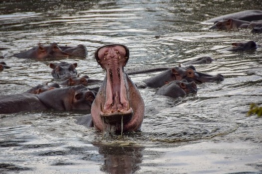 Hippopotamuses in a river in Tanzania National Park