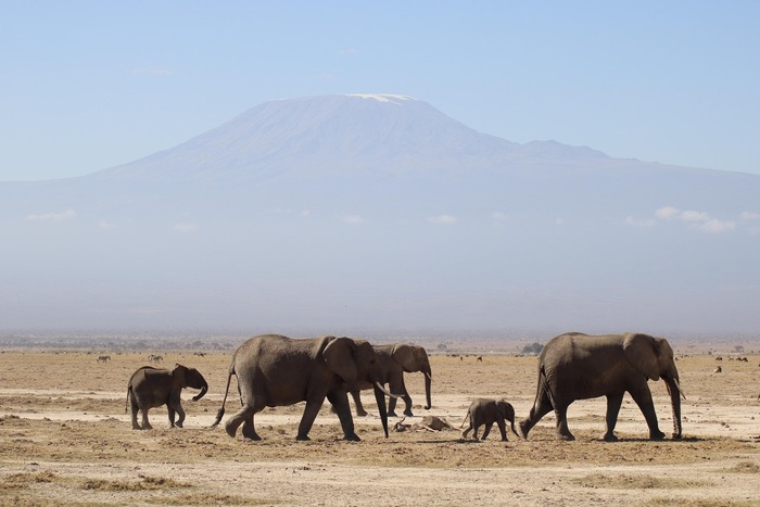 Elephants in Tanzania Safari