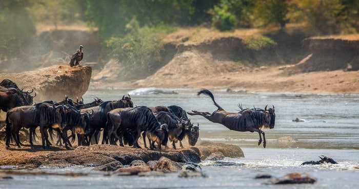 Yote Tanzania Adventures Tanzania safari and accommodation experts