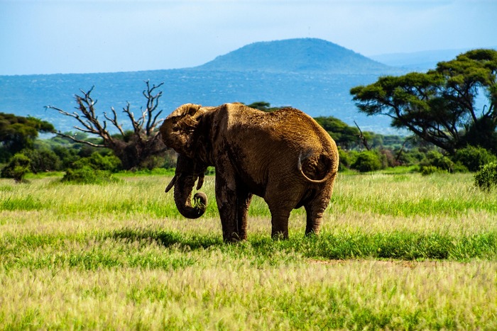 African elephant walking in the savannah during a safari in Tanzania