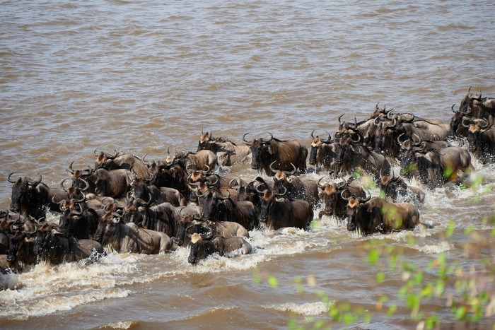 Wildebeest migration crossing the Serengeti plains in Tanzania