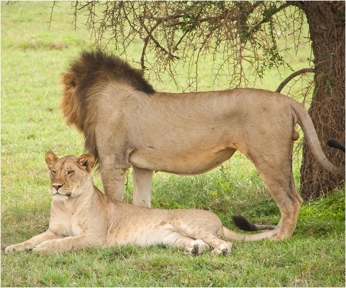 Wildlife safari in Serengeti National Park, Tanzania
