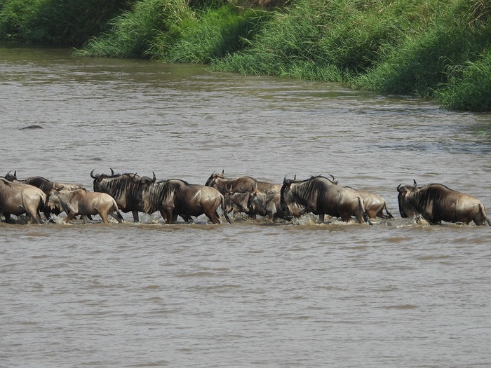 Private safari vehicle in Serengeti National Park Tanzania with tourists watching wildlife