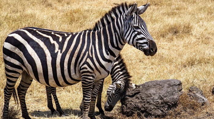 Zebra standing in open savannah during Tanzania wildlife safari