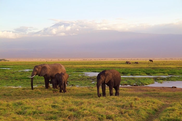 Elephant walking in open savannah during Tanzania wildlife safari
