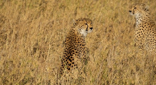A leopard resting on an acacia tree in the Serengeti-Maasai Mara ecosystem during an African safari.