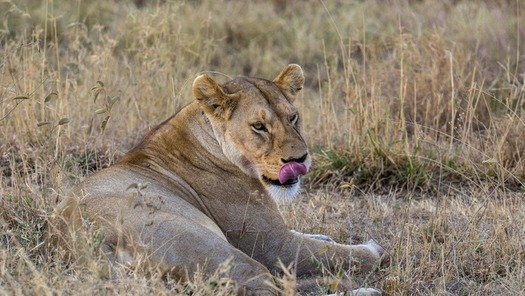 Stunning view of wildlife in Tanzania with lions, elephants, and zebras on safari