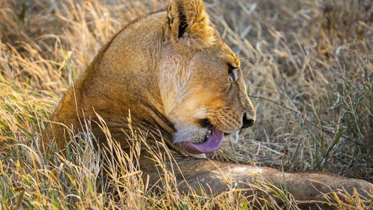 Best safari wildlife in Tanzania, including Serengeti and Ngorongoro