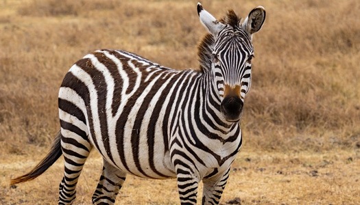 Tanzania safari cost comparison showing budget mid range and luxury safari prices in Serengeti and Ngorongoro Tanzania
