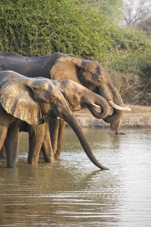 Tanzania safari cost breakdown showing budget mid range and luxury safari prices in Serengeti National Park Tanzania