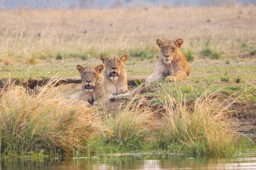 Lions seen during Tanzania safari wildlife checklist game drives